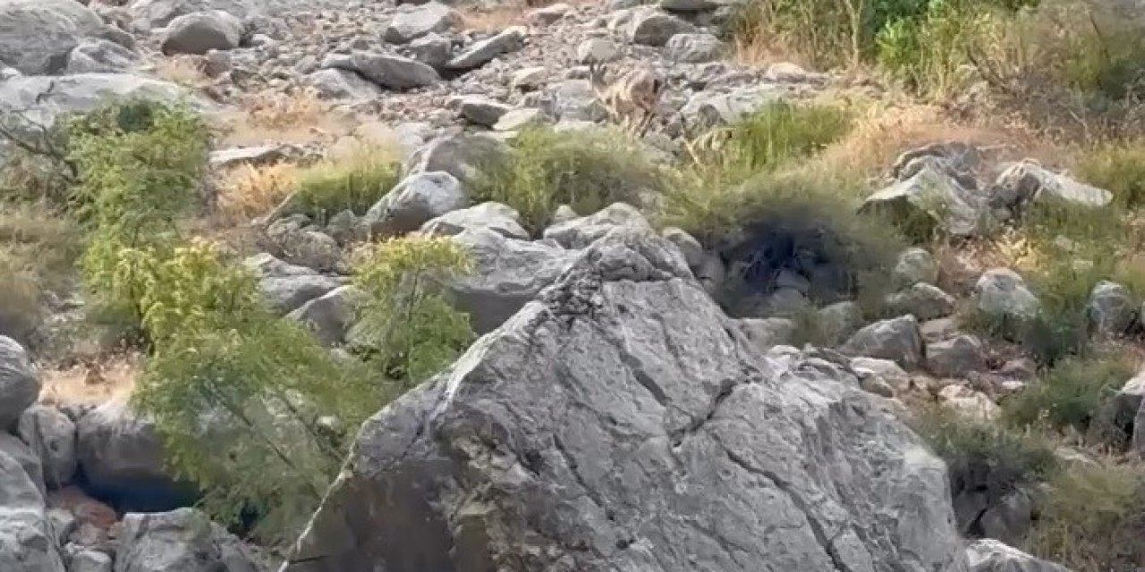 Erzincan Karanlık Kanyon’da anne ve yavru dağ keçisi görüldü