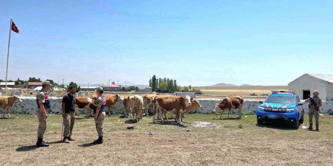 Kars’ta kaybolan büyükbaş hayvanlar bulundu