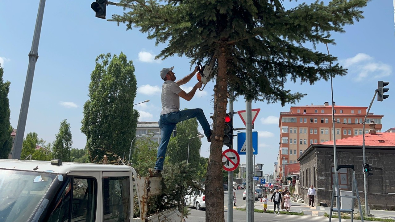 Kars'ta ağaçlar budanıyor