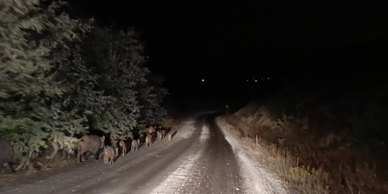 Malatya’da yaban domuzu sürüsü görüntülendi