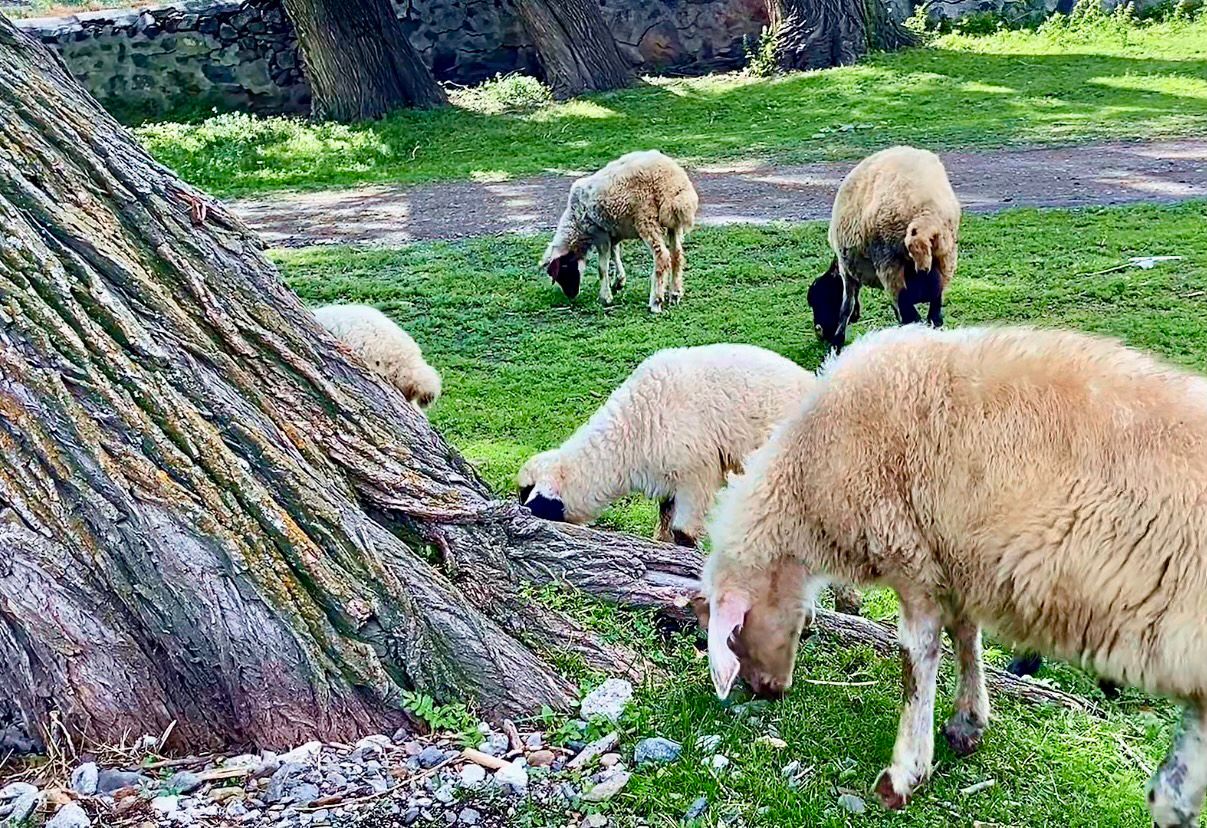 Koyunlar Doğayla Bütünleşti