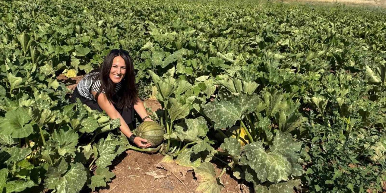 Tercan’da çerezlik kabak üretimi yaygınlaşıyor