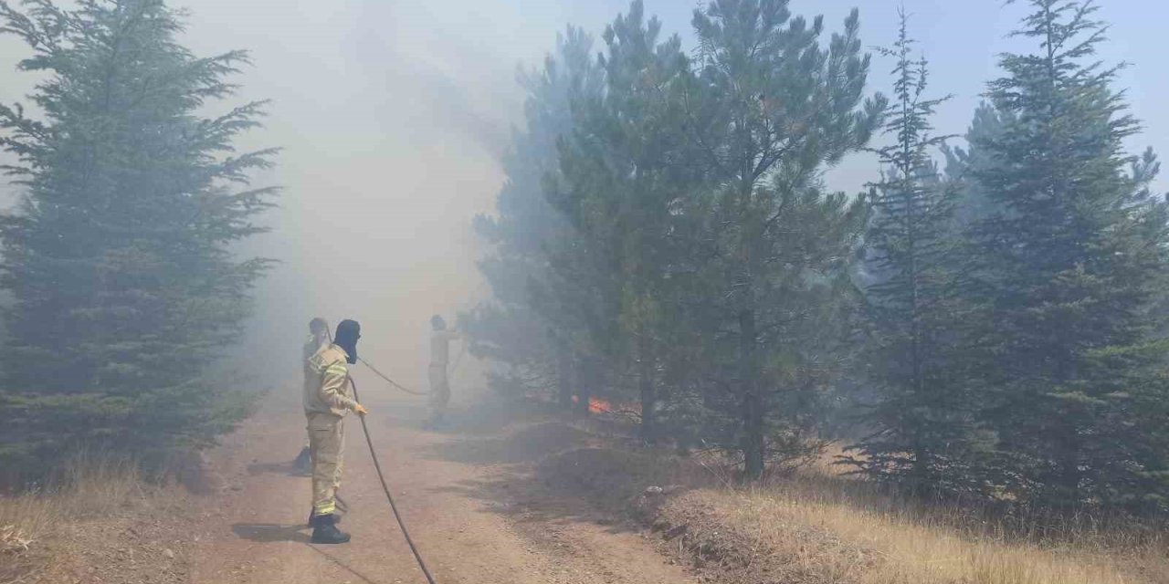 Malatya’da ormanlık alanda yangın