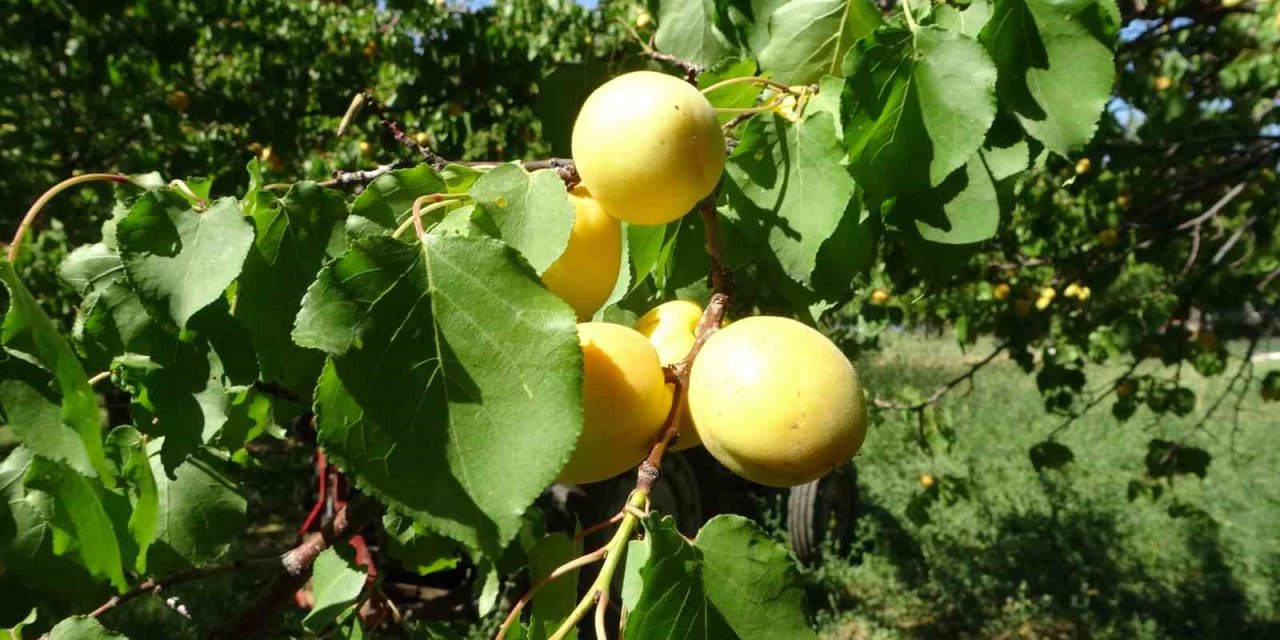 Zirai dona rağmen kuru kayısı ihracatı devam ediyor