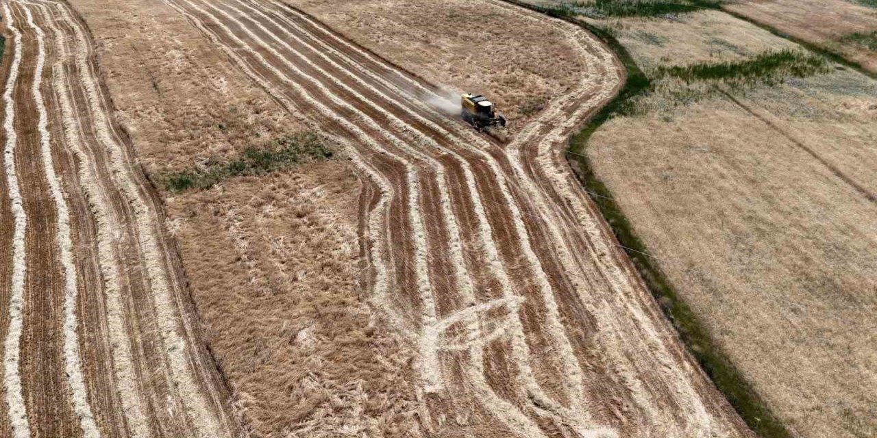 Erzincan’da hasat başladı, çiftçinin yüzü güldü