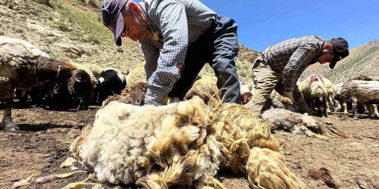 1 yılda büyüyen yünler, 3 dakika kırkılıyor