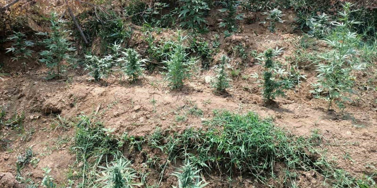 Bingöl’de uyuşturucuyla mücadele