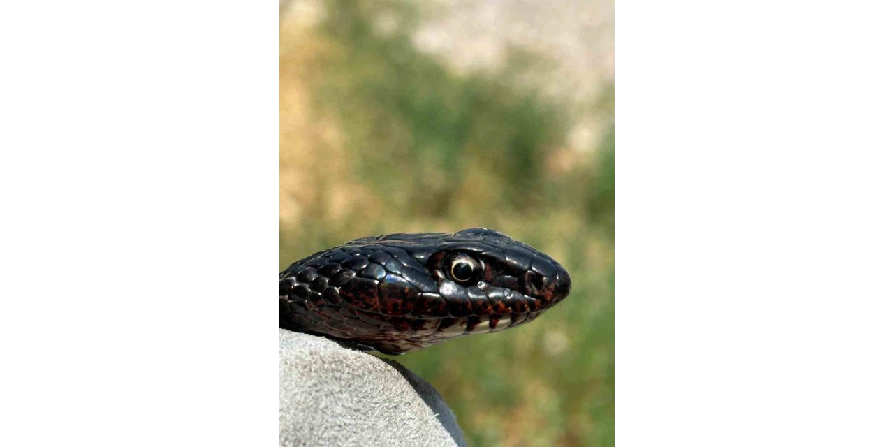 Tuvalete giren karayılan, yakalanarak doğal ortamına bırakıldı