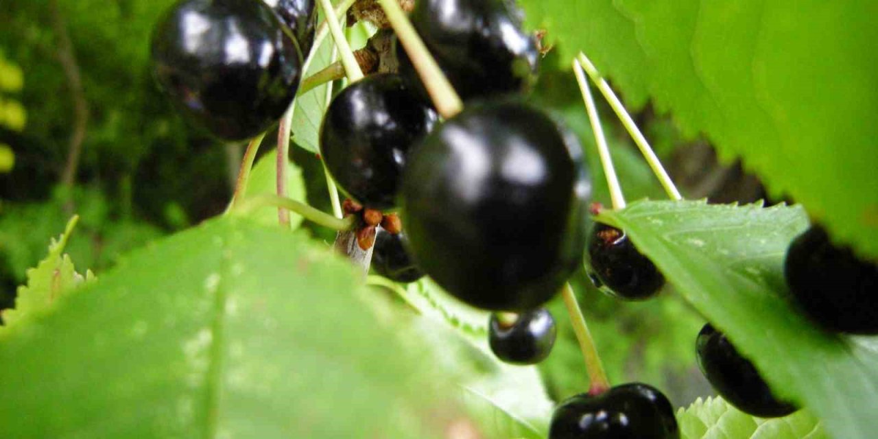 Posof’ta esen serinlik