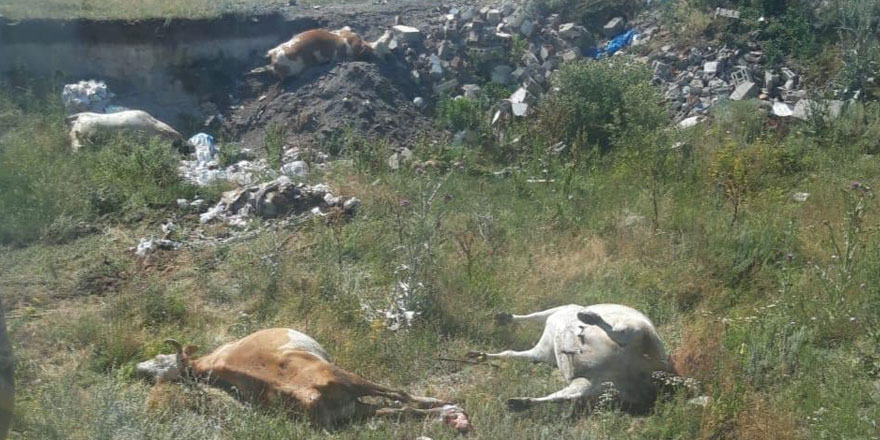 Kars Tarım ve Orman Müdürlüğünden şap açıklaması