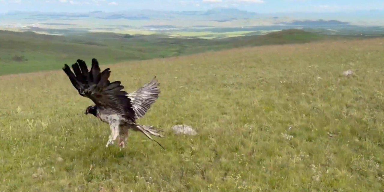 Kars’ta tedavileri tamamlanan yaban hayvanları doğayla buluştu