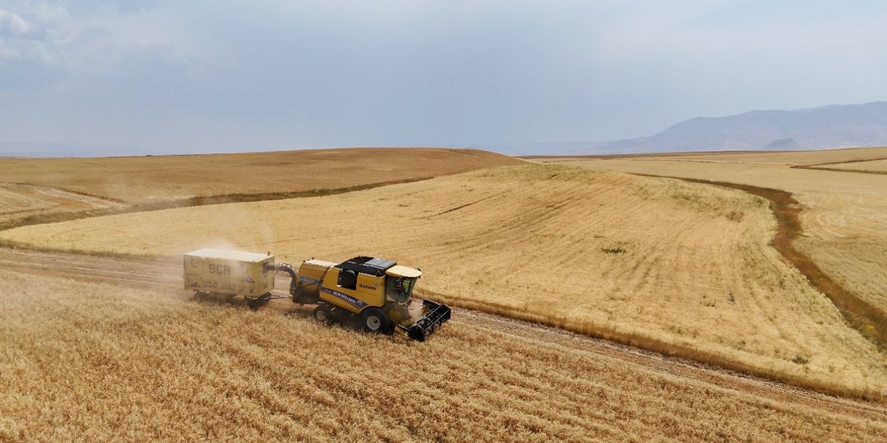 Çiftçinin emeği ürüne dönüştü, hasat mesaisi başladı
