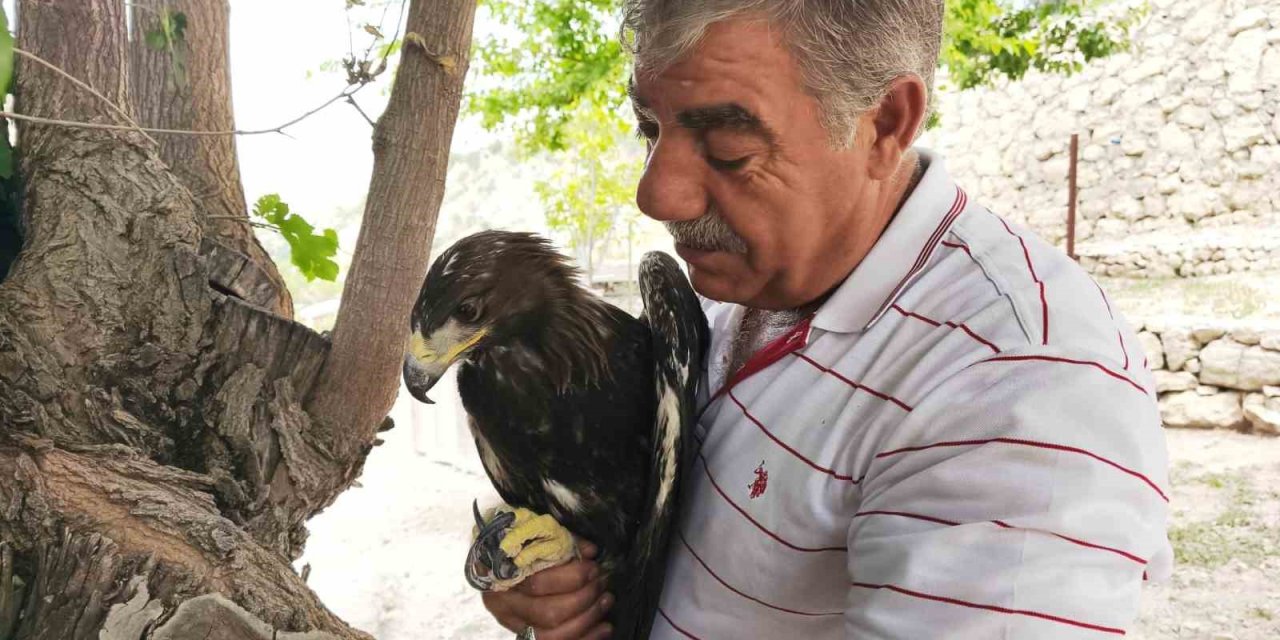 Kaya kartalı ile şahsın dostluğu görenleri şaşırtıyor