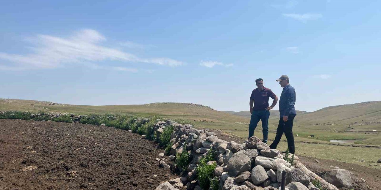 Kars’ta şap hastalığıyla mücadele sürüyor