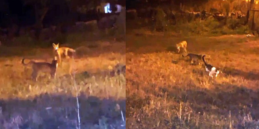 Kars’ta tilki ile kedilerin oyunu kameraya yansıdı