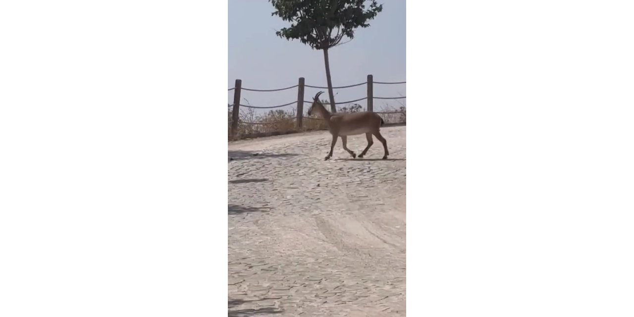 Tarihi Harput Mahallesi’nde dağ keçileri görüldü