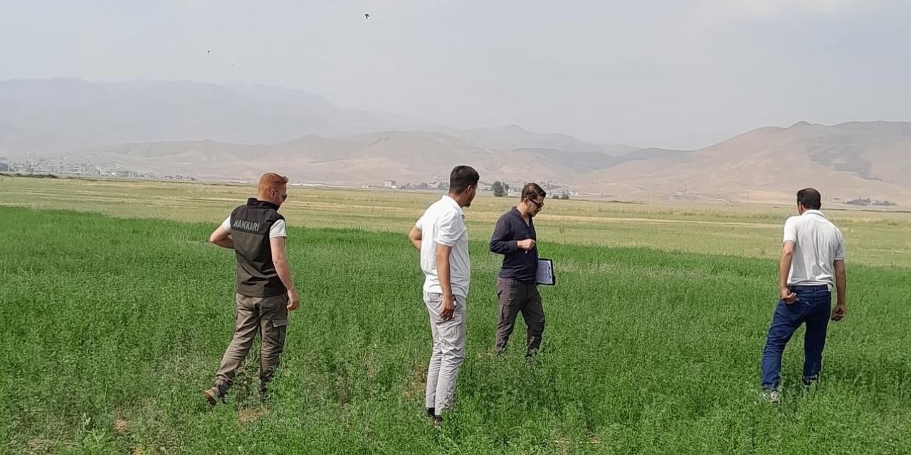 Yüksekova’nın ovasında yem bitkileri incelendi