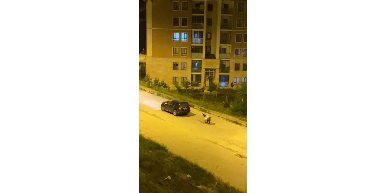 Kars’ta eşeği arabaya bağlayıp, zorla çekerek götürdüler