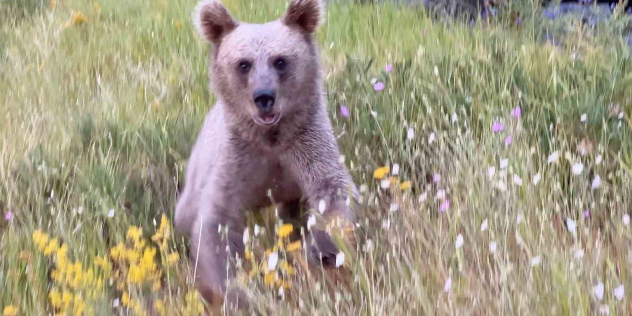 Nemrut’ta ayılarla yakın temas, doğal yaşamı tehdit ediyor