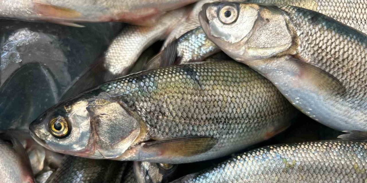 İnci kefali tezgâhlarda yerini aldı