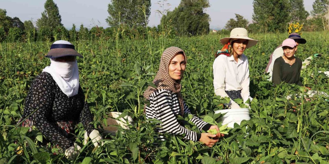 Gevaş fasulyesi girişimci kadınların eliyle değerleniyor