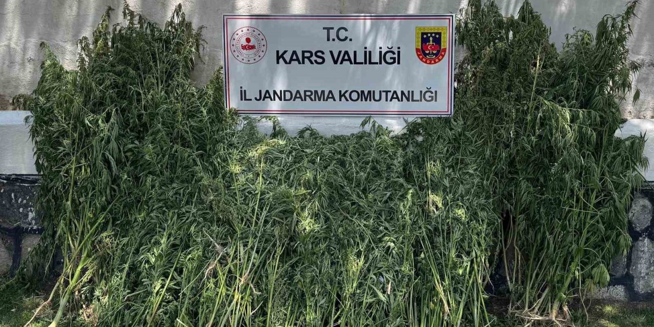 Kars’ta 42 bin 658 kök kenevir ele geçirildi