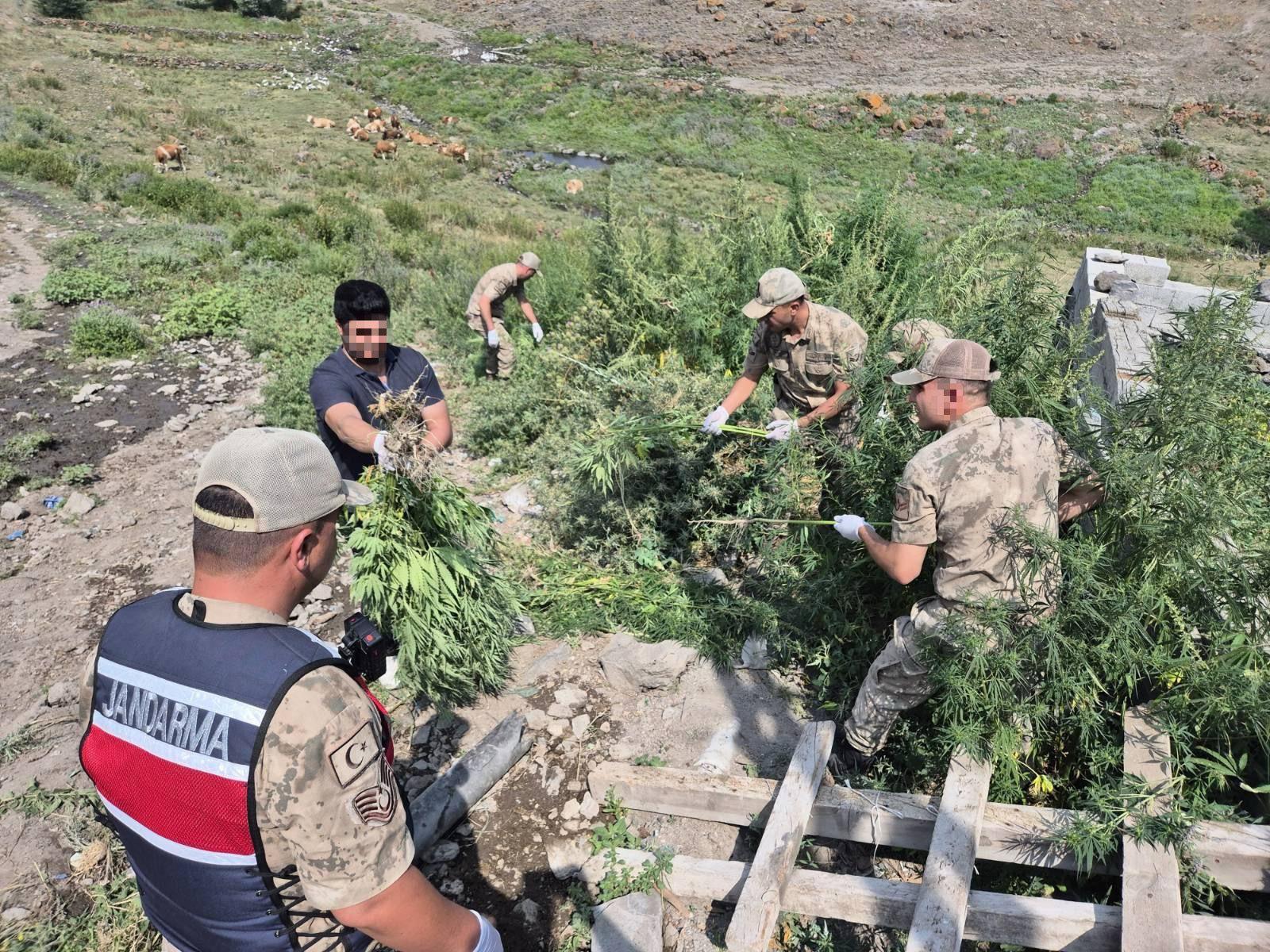 Kars'ta binlerce kök kenevir ele geçirildi
