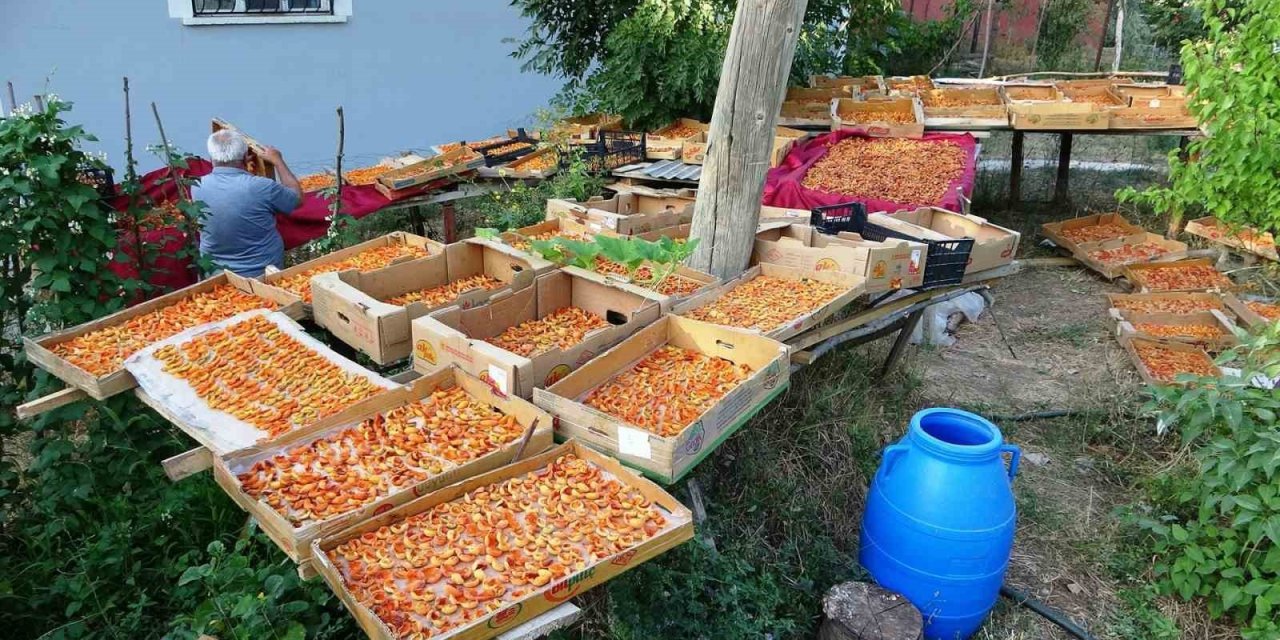 Van’da kayısı kurutma dönemi başladı