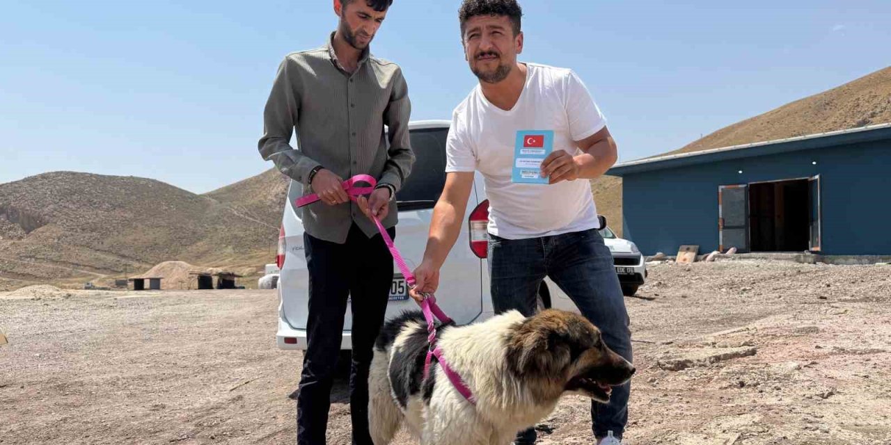 Sahibinin mezarından ayrılmayan köpek, sanatçı Ceylan Ertem’e emanet