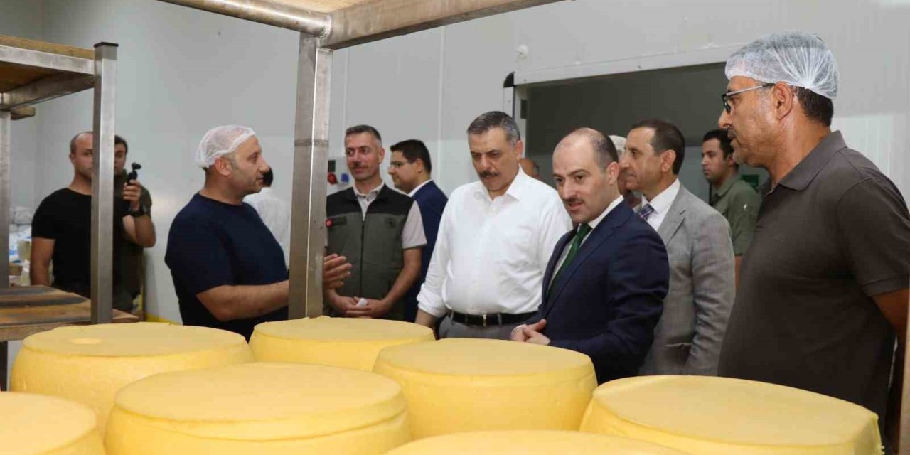 Erzurum’da kaşar üretimi yaygınlaşıyor