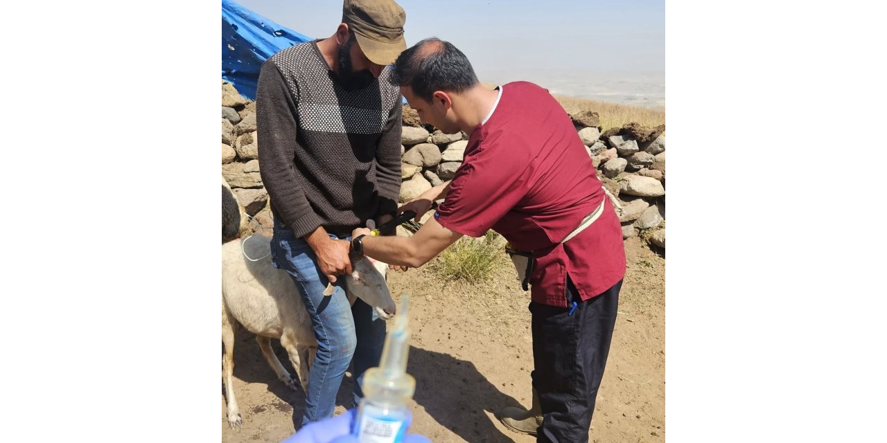 Diyadin’de küçükbaş hayvanlara kimlik ve sağlık takibi