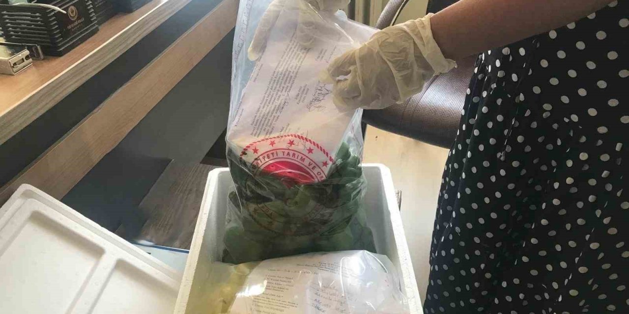 Elazığ’da pestisit denetimleri sürüyor