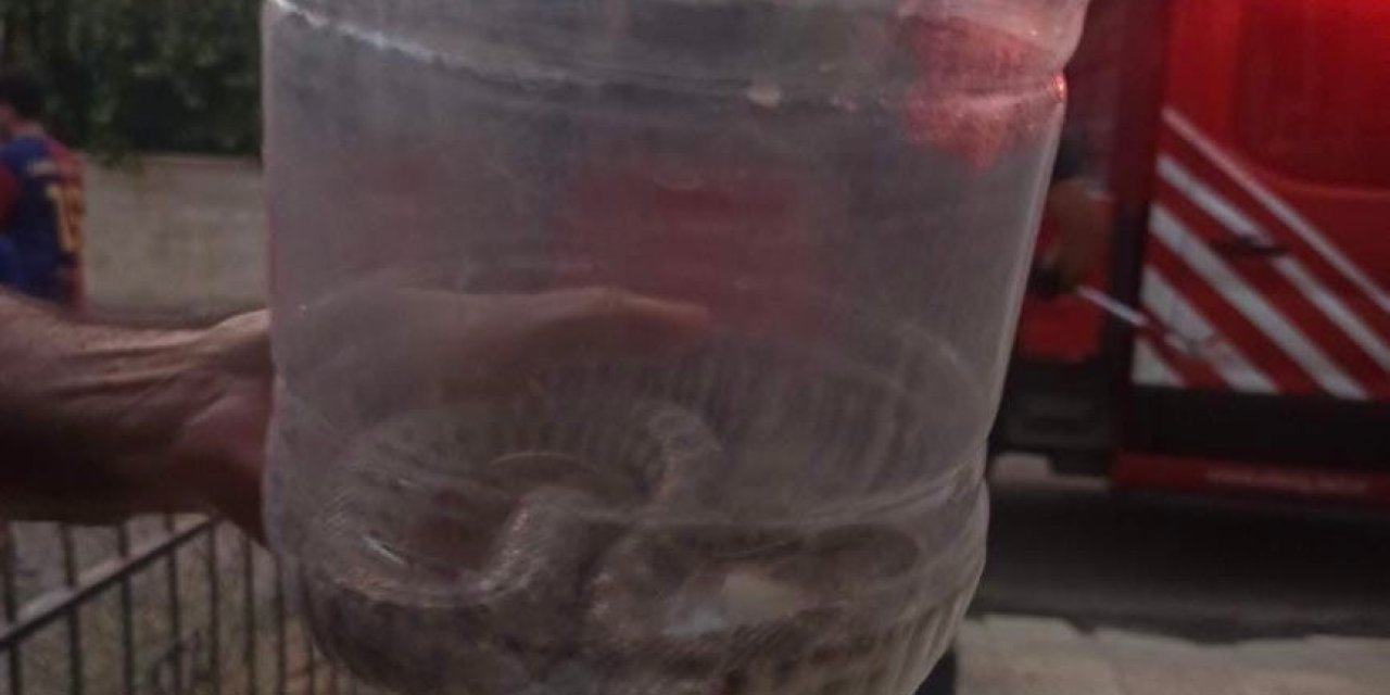 Elazığ’da engerek yılanı paniği