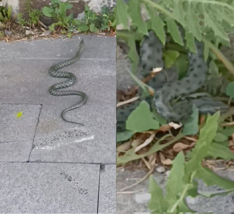 Kars’ta caddede görülen yeşil yılan korkuttu