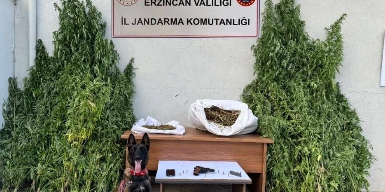 Erzincan’da jandarmadan kenevir operasyonu