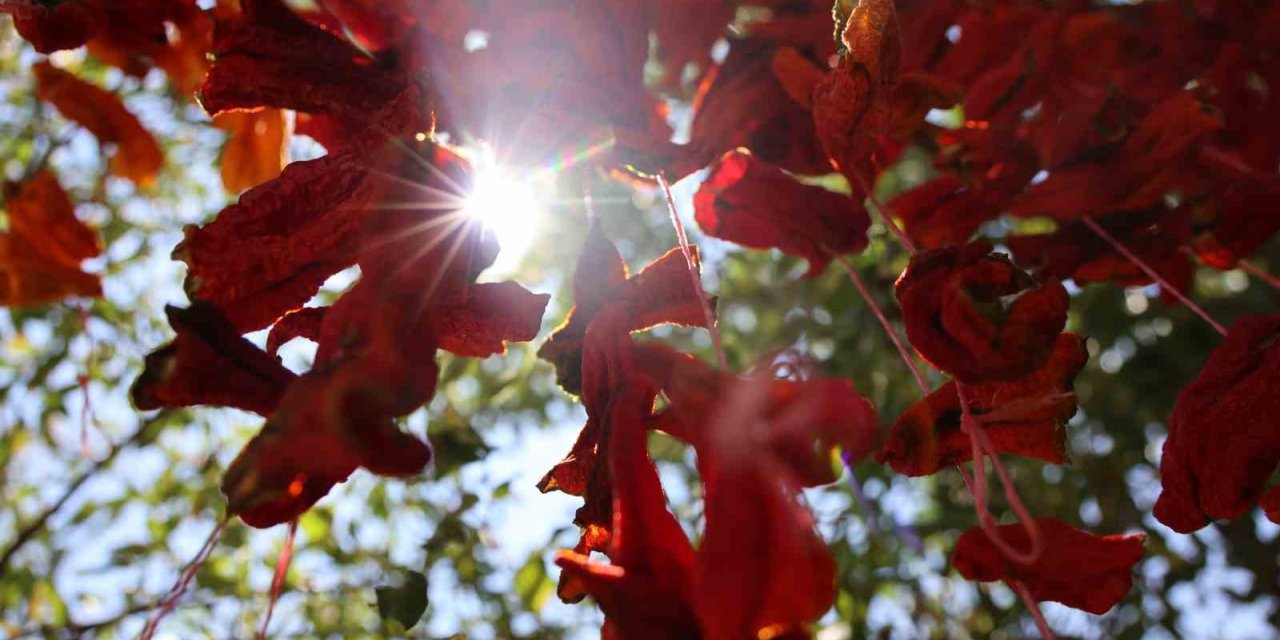 Elazığ’da kış hazırlıkları başladı: Kofik biberler asılmaya başladı