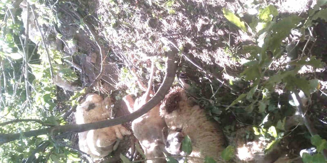 Tunceli’de kurt saldırısı sonucu oluşan izdihamda 30 koyun telef oldu