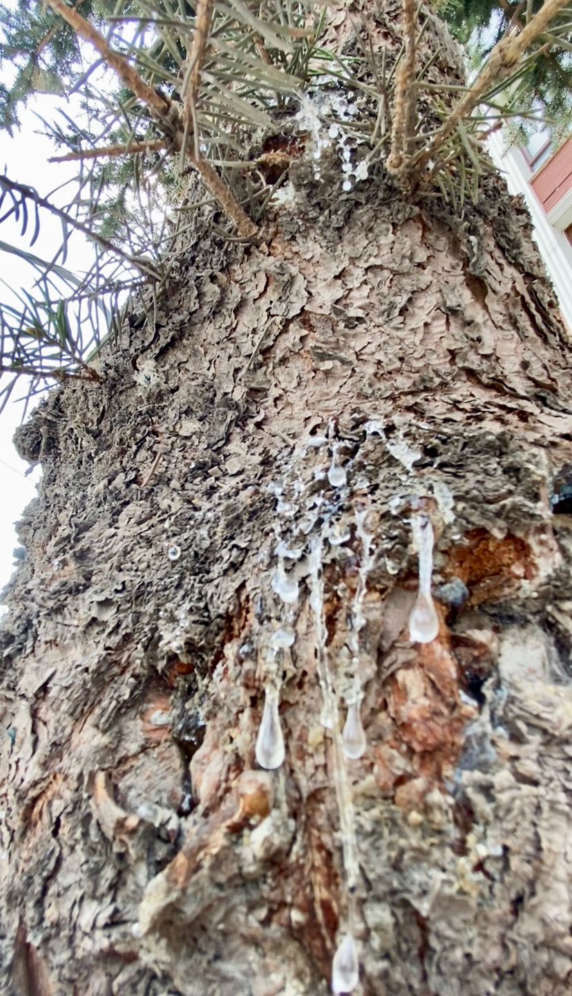 Aşırı Sıcaklar Çam Ağaçlarını Terletti: Reçine Damlaması Arttı