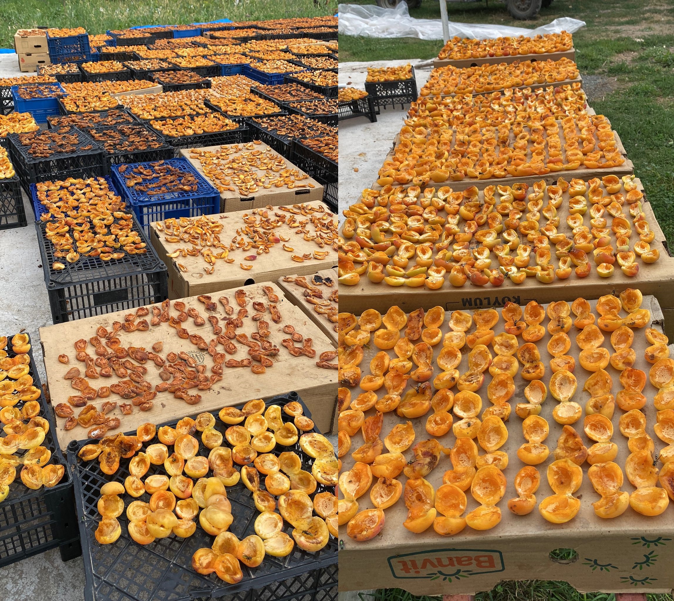 Kağızman’da Aşmalık kayısılar kurutma tezgâhlarında