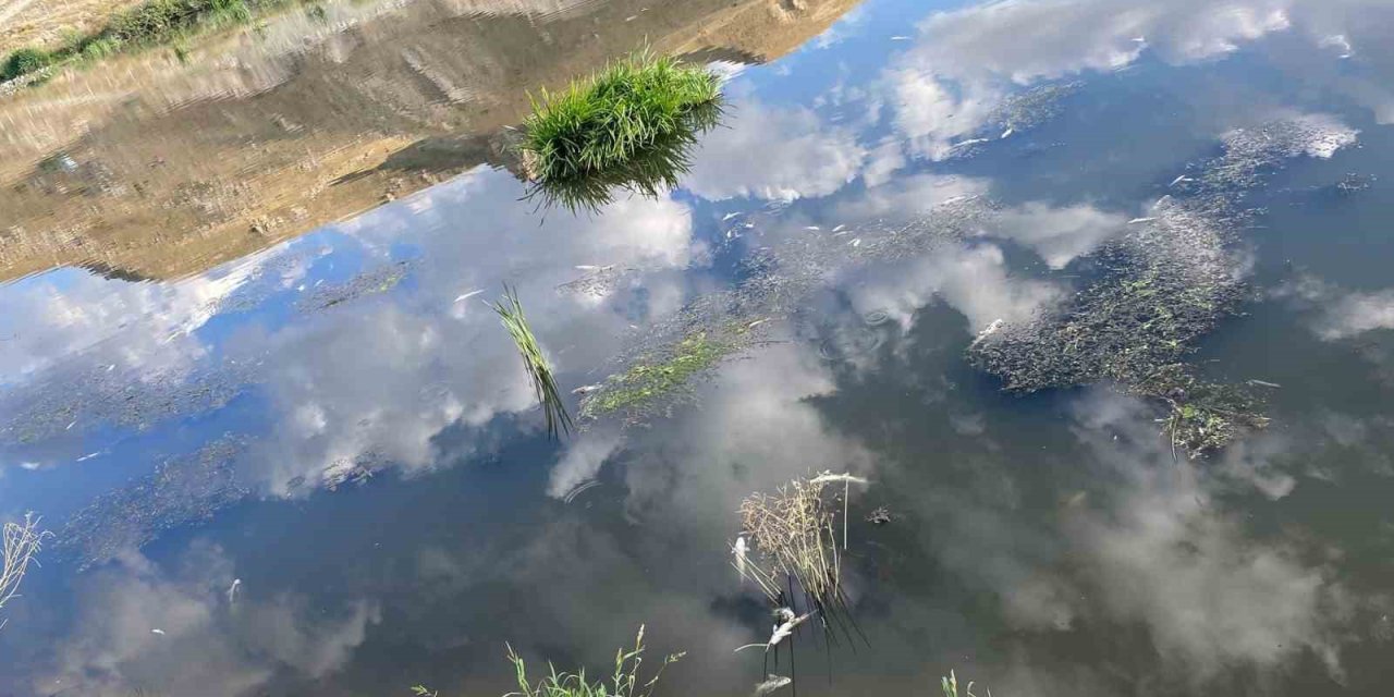 Karasu’da balık ölümleri korku saçıyor