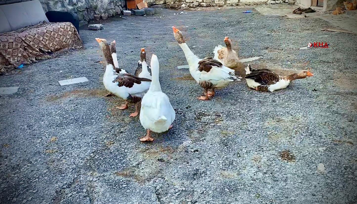 Kars’ta Kazlar Köy Sokaklarının Neşesi Oldu