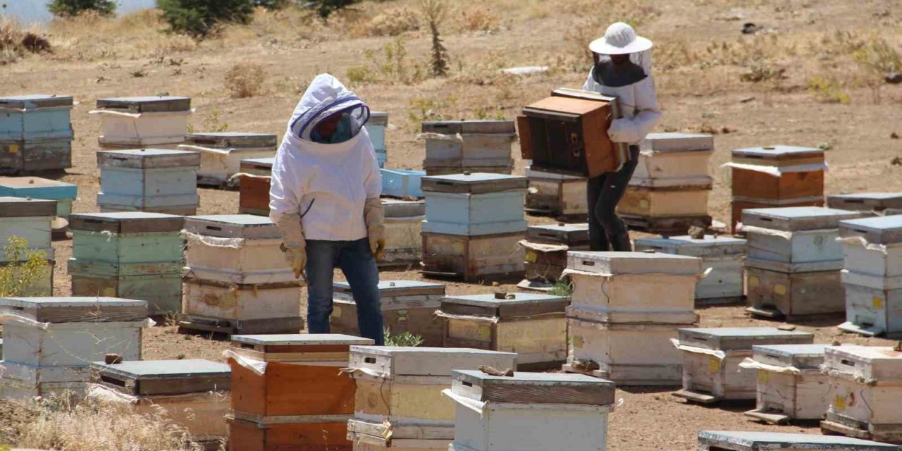 Erzincanlı arıcıların "tatlı" hasat telaşı başladı