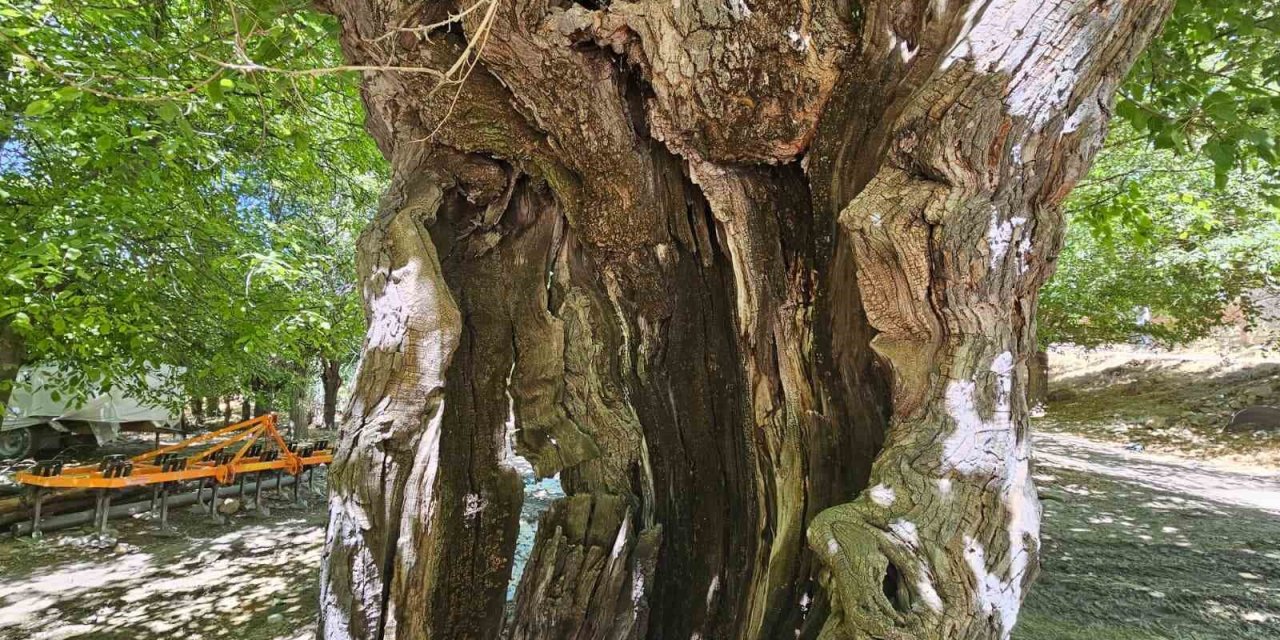 Elazığ’da dut ağaçları zamana direniyor