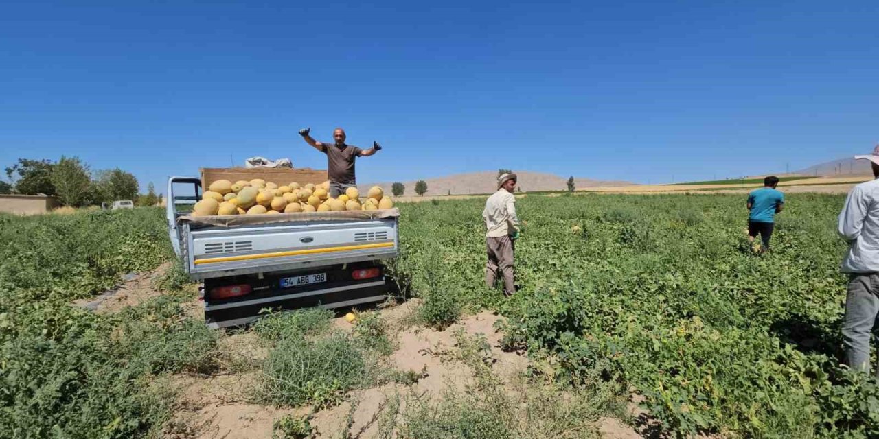 Adilcevaz’da kavun hasadı başladı