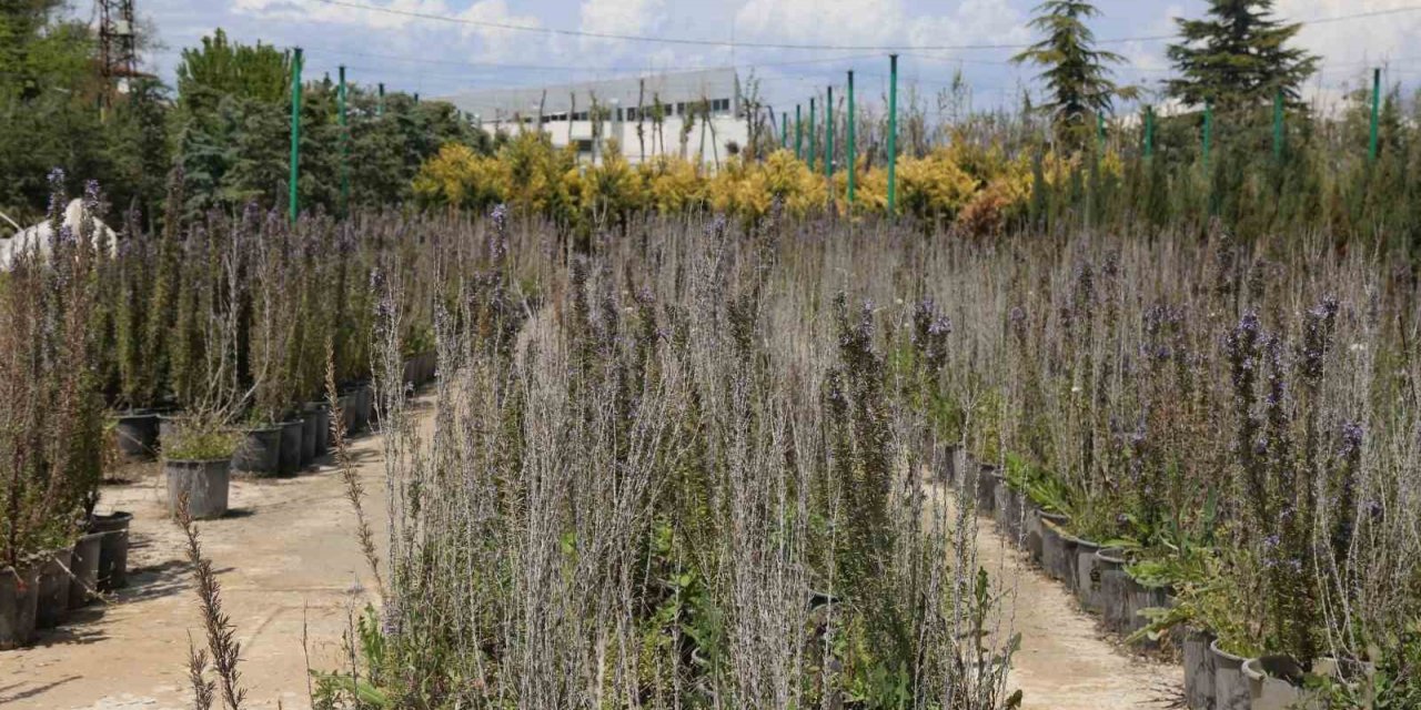 Battalgazi’de 210 bin fidan toprakla buluştu