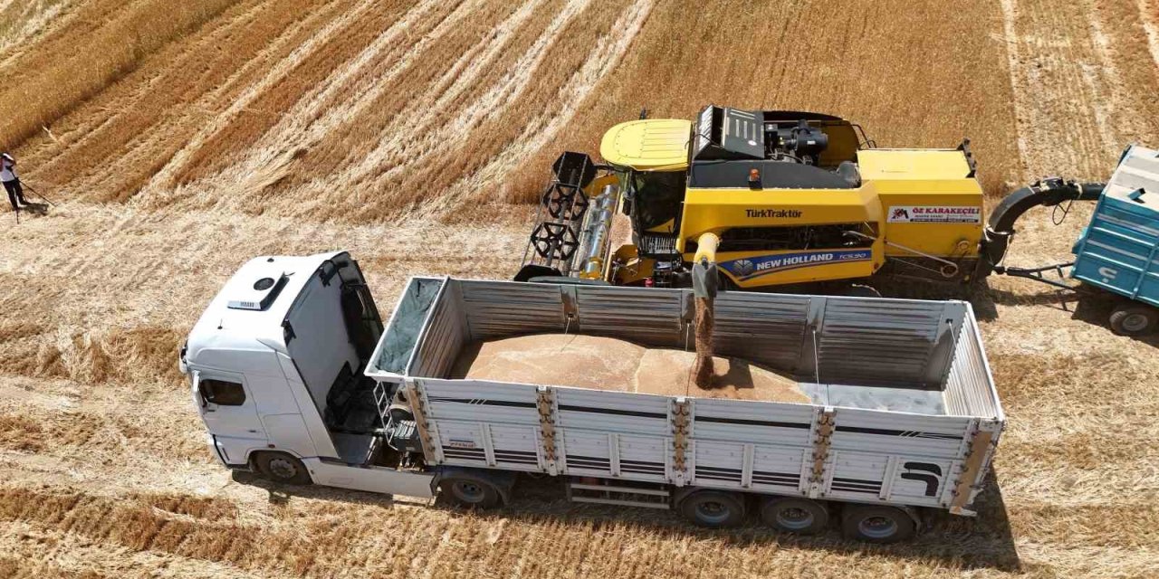 Çiftçinin emeği ürüne dönüştü, hasat mesaisi başladı