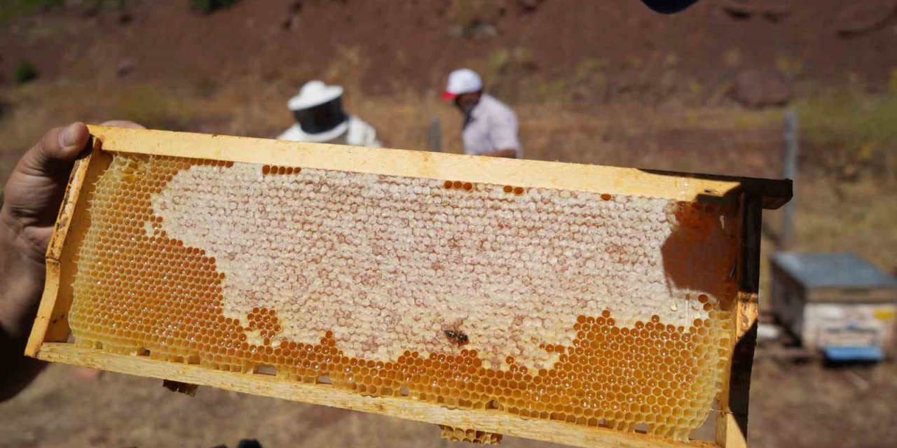 Erzincan’da kayıtlı arıcılık işletme sayısı bin 92