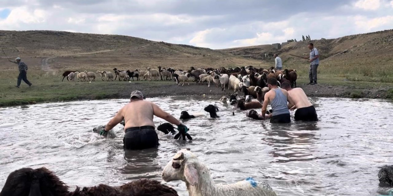 Kars’ta sıcakla mücadele: Sıcaktan etkilenen koyunları derede serinlettiler