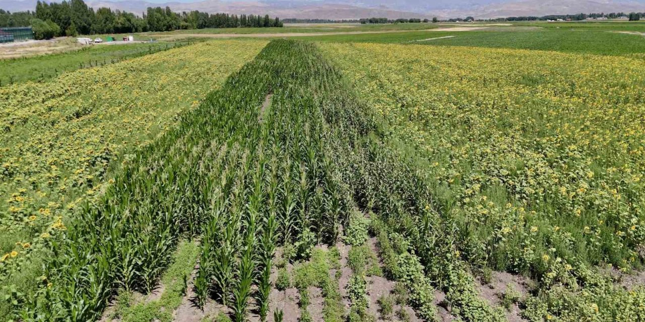 Ağrı’da çiftçinin bostanı örnek oldu: Sebze, meyve ve tahıl bir arada