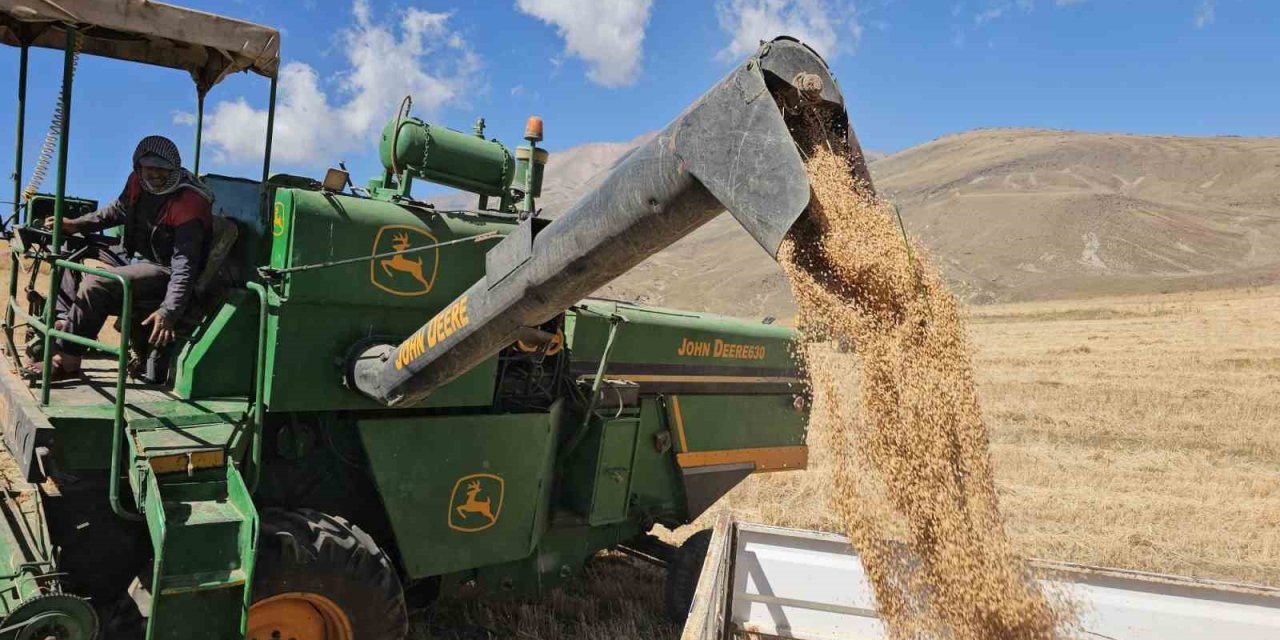 Adilcevaz Uzunsırt Yaylası’nda buğday hasadı yapıldı